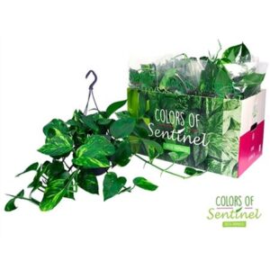 Эпипремнум золотистый Ханг