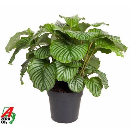 b008506_0000246372_h_1