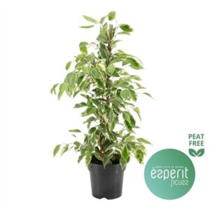 Фикус золотой Кинг