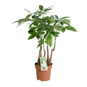 Пахира Акуатика Мулти стебель