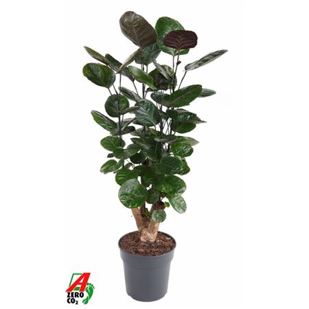 b008810_0000272833_h_1