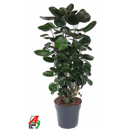 b008810_0000295091_h_1