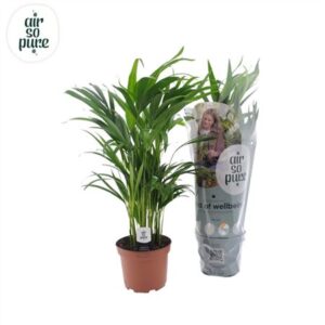 Дипсис Лутескенс