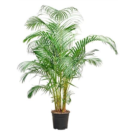 b009002_0000264439_h_1