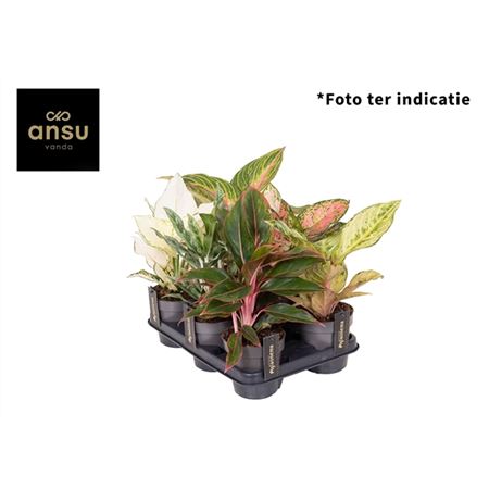 b009020_0000214086_h_1