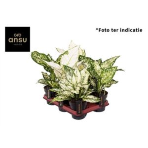 Аглаонема белая микс