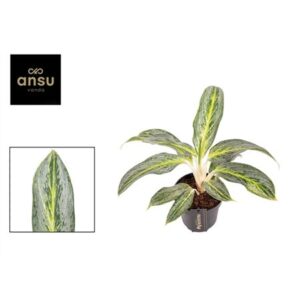 Аглаонема изумруд Стоне