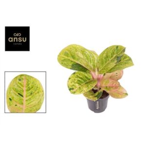 Аглаонема Аппле фэнтези