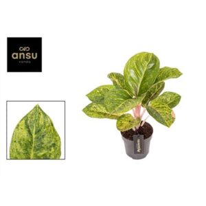 Аглаонема Аппле зеленая