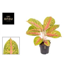 Аглаонема Гранд Блоссом