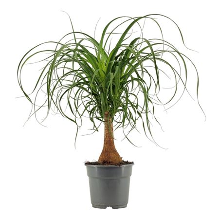 b009132_0000240618_h_1