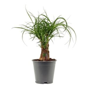 Бокарнея Бранчед