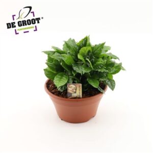 Кофе Арабика Бовл