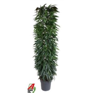 Фикус Бин Алии Зуил