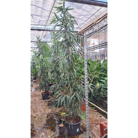 b009232_0000275043_h_1