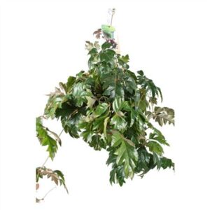 Циссус Еллен Даника Хангпот