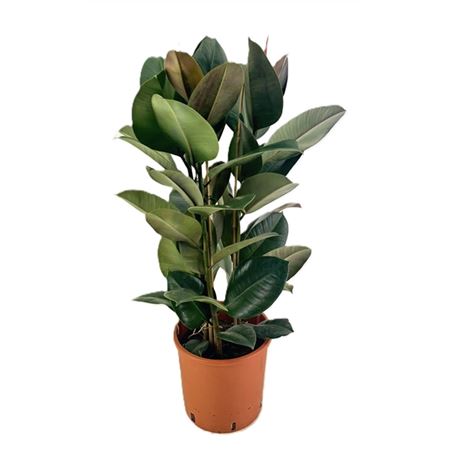 b009302_0000280118_h_1