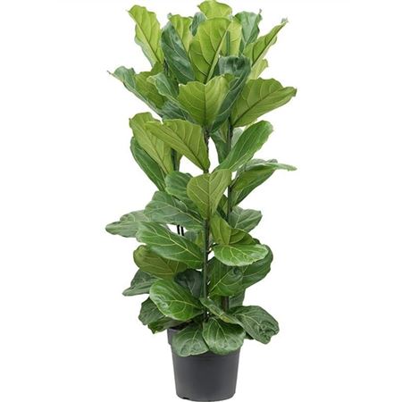 b009308_0000275106_h_1