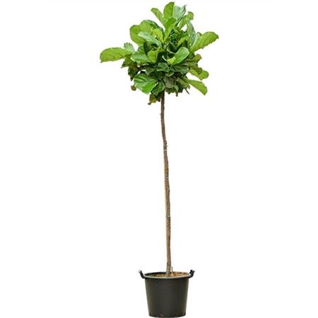 b009308_0000287021_h_1