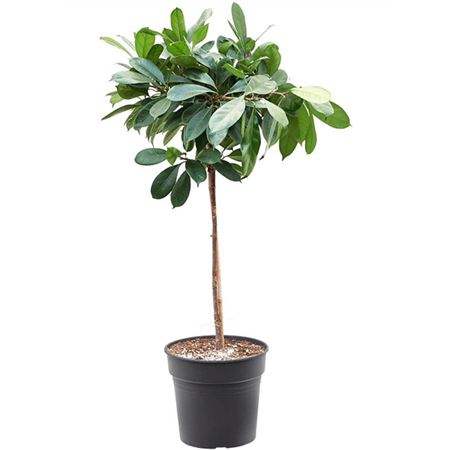 b009310_0000192283_h_1