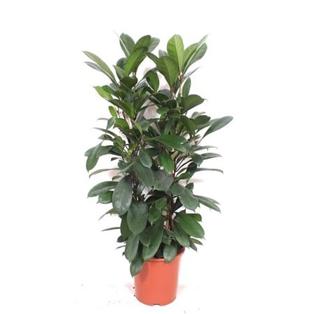 b009310_0000273918_h_1