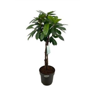 Фикус Киатистипула Твистед стебель