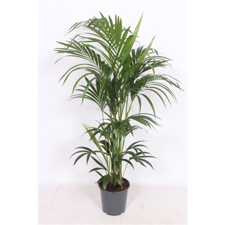 b009358_0000221390_h_1