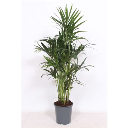 b009358_0000221391_h_1