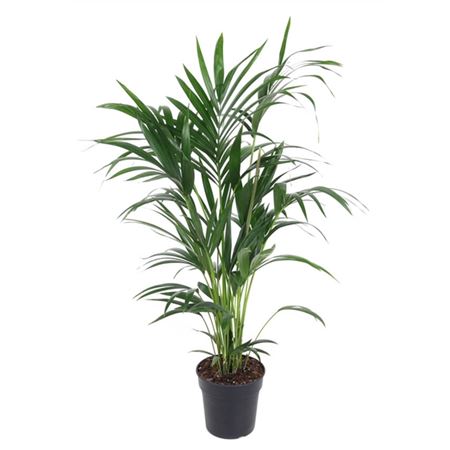 b009358_0000229664_h_1