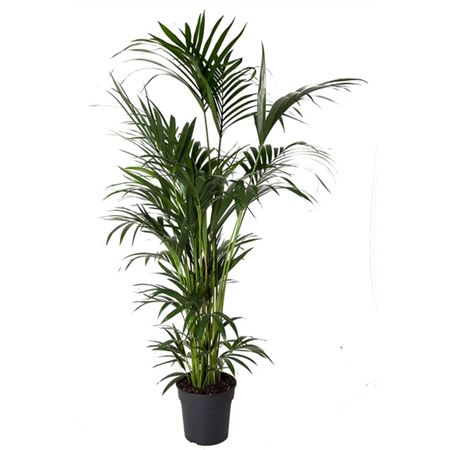 b009358_0000236682_h_1