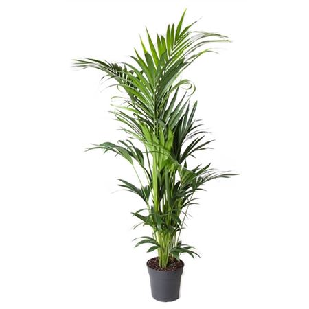 b009358_0000245225_h_1