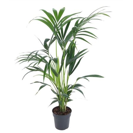 b009358_0000268578_h_1