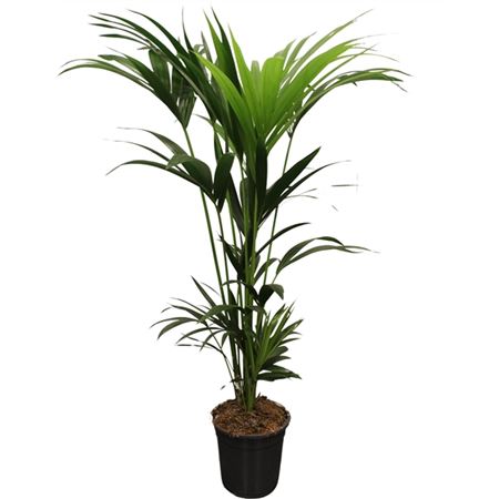 b009358_0000279238_h_1