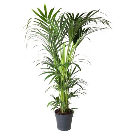 b009358_0000294177_h_1