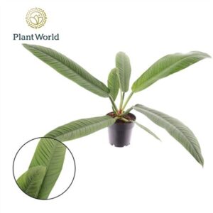 Филодендрон Кампии