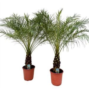 Финик Роебелении