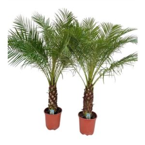 Финик Роебелении стебель