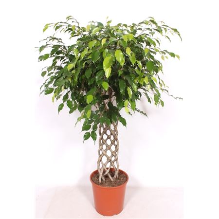 b009566_0000283530_h_1