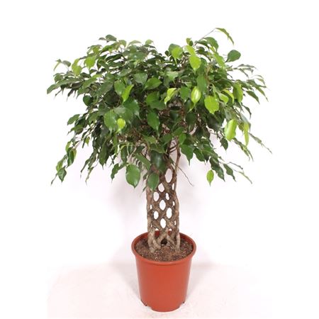 b009566_0000293112_h_1