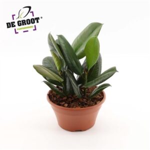 Фикус мощная Бовл