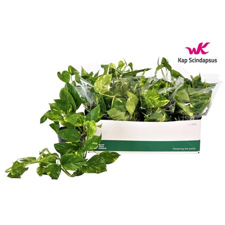 b009584_0000284061_h_1