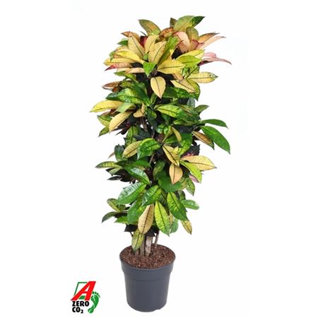 b009682_0000155941_h_1