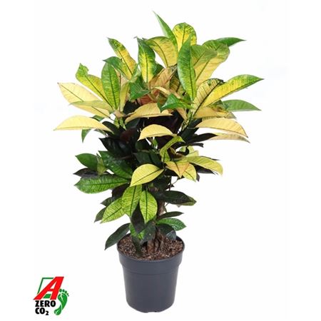 b009682_0000198650_h_1