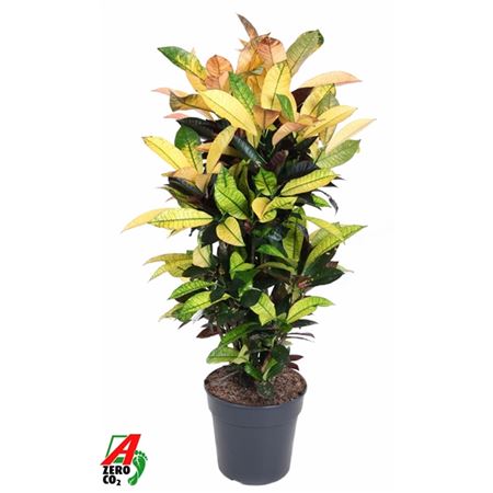 b009682_0000240445_h_1