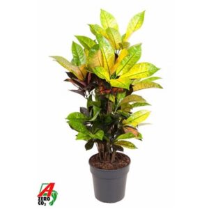 Кодиеум Мрс Икетон Бранчед