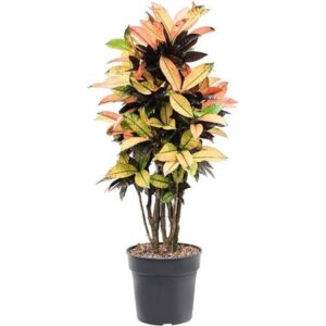 Кодиеум Мрс Икетон