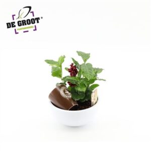 Кофе Бовл Куп