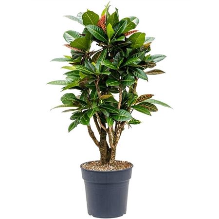 b009703_0000263639_h_1