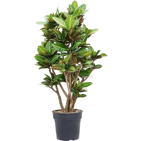 b009703_0000273848_h_1