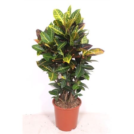 b009703_0000281692_h_1